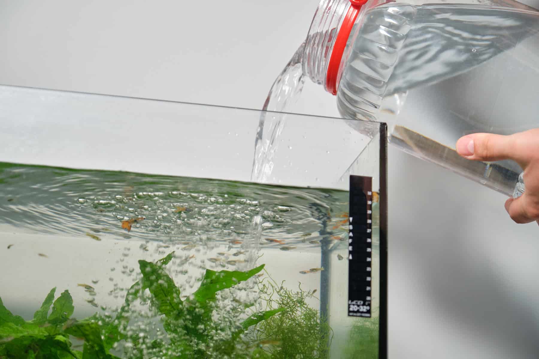 How-Often-To-Change-Fish-Tank-Water